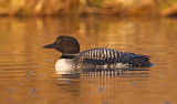 common-loon-V.jpg