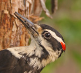 hairy-woodpecker-food.jpg