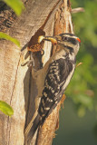 Hairy-Woodpecker-XVI.jpg
