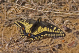 swallowtail.jpg