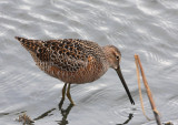 Long-billed Dowitcher  14 May 08   IMG_0183.jpg