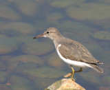 Spotted Sandpiper   4 Aug 05   IMG_3197.jpg