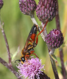 Wasp sp.   12 Jul 09   IMG_4635.jpg