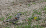 McCowns-Longspur.jpg