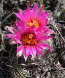 Pincushion Cactus (Mamillaria vivipara)   19 Jun 09   IMG_4257.jpg