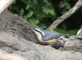 Red-breasted Nuthatch   12 Sep 07   IMG_5623.jpg