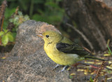 Scarlet Tanager female   18 Sep 06   IMG_0373.jpg