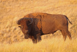bison-III.jpg