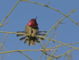 Annas-Hummingbird-III.jpg