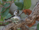 annas-hummingbird-nest.jpg