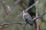 broad-billed-hummingbird-II.jpg