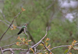 broad-billed-Hummingbird.jpg