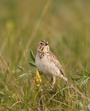Bairds-Sparrow-V.jpg