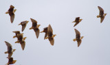 black-faced-sandgrouse.jpg