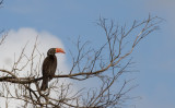 Crowned-Hornbill.jpg