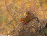 dwarf-mongoose-II.jpg