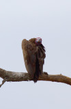 Lappet-Faced-Vulture.jpg