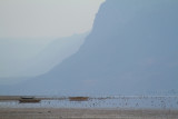 Lake-Mynyara-shorebirds.jpg