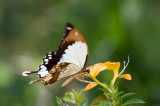 Pugu-Hills-butterfly.jpg