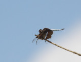 pugu-hills-dragonfly.jpg