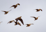 Three-Sandgrouse-species.jpg