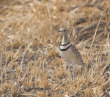 Two-banded-Courser.jpg