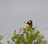 white-headed-buffalo-weaver.jpg