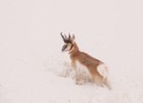 pronghorn-snow-XII.jpg