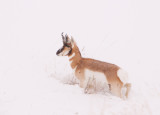 pronghorn-winter-III.jpg