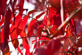 Red Leaves in Fall
