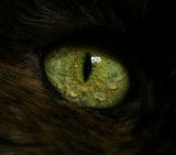 Cats Eye