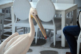 Pelican in a cafe