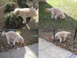 A walk with Kona