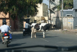 Cow in the Road