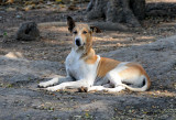 One of the hundreds of stray dogs I saw in India