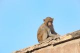 One of the residents of the Agra Fort