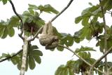 Three-toed Sloth