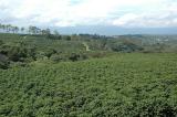 Coffee Plantation in the Central Valley, Costa Rica