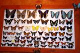 Display of the Many Butterflies Found at the La Paz Waterfall Garden