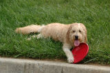 I call this one Wet Dog With Frisbee