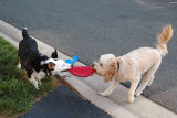 Kona and Eddie battling over Eddies frisbee