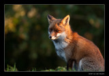 1224 fox in eveninglight