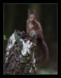 5781  red squirrel / eekhoorn