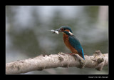 4398  kingfisher and fish - ijsvogel en vis