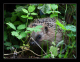 5470  hedgehog -egel