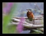 5047 kingfisher / ijsvogel