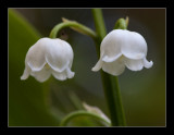 6463 lily of the valley / lelietje van dalen