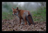 2392 fox looking back