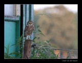 0375 little owl
