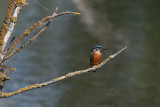 7248 kingfisher/  ijsvogel